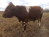Bulle, Simmental cattle — Foto 2