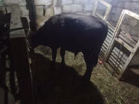 Bulle, Aberdeen-Angus — Foto 2