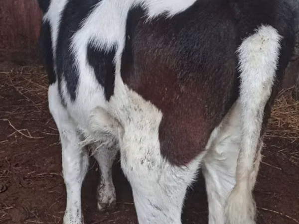 Vacă, Russian Black pied cattle