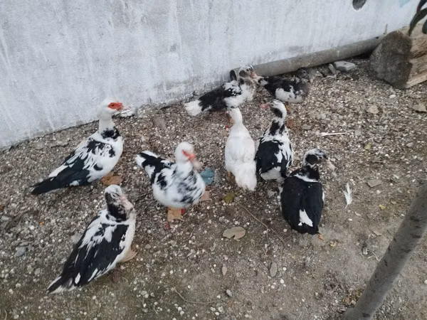 Ducks