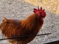 Chickens — 5-rasm