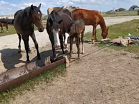Mare, Horse breed — photo 2