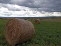 Круглые тюки люцерны — 3-rasm