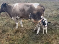 Bou, Bovine — foto 3