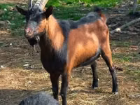 Chèvre, Alpine goat — photo 4
