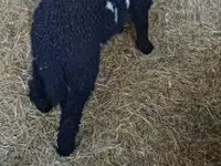 Ram, Wallis Country sheep — photo 1
