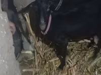 Capră, Alpine goat — foto 2