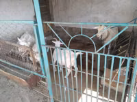 Capră, Russian White goat — foto 3