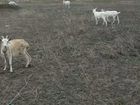 Capră, Capre — foto 1