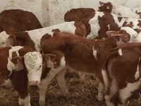 Bulle, Simmental cattle — Foto 2
