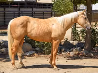 Iapă, Quarter Horse — foto 2