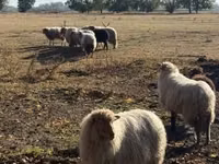 公羊, Racka sheep — 照片 4