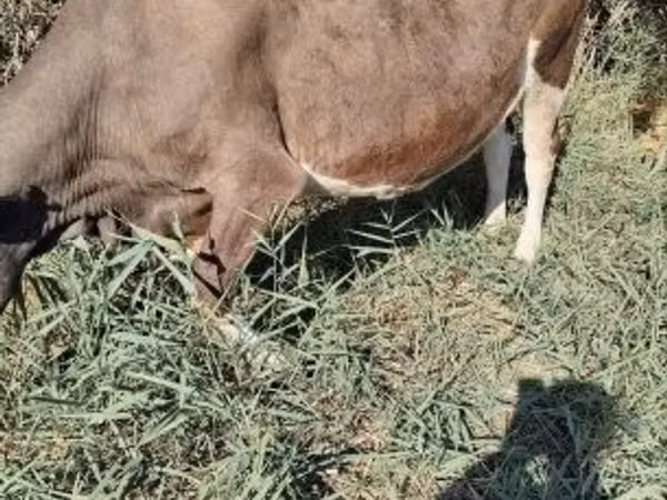 Vaca, Raça Holstein