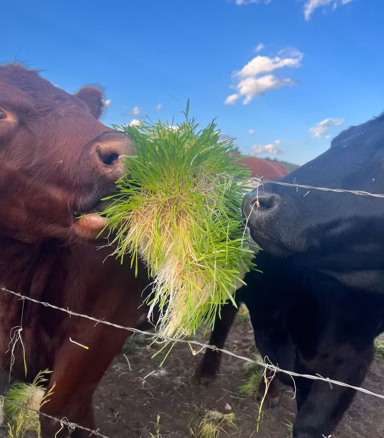 Furaj verde proaspăt pentru animale, în fiecare zi a anului