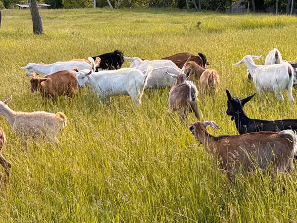 Cabra, Cabras — Moldávia