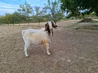 Ziegenbock, Boer goat — Foto 5