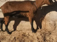 Ziegenbock, Alpine goat — Foto 4