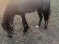 Cal, Shetland Pony — foto 1