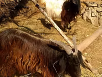 Chèvre, Chèvres — photo 1