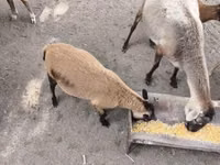 公羊, Cameroon sheep — 照片 2