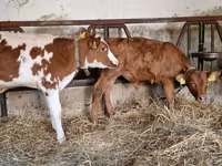 Toro, Simmental cattle — foto 4
