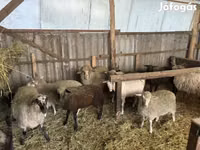 Bélier, Merino sheep — photo 5