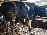 Bou, Russian Black pied cattle — foto 2