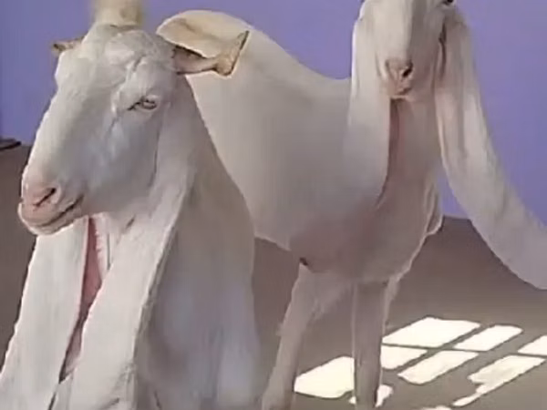Capră, Gulabi goats