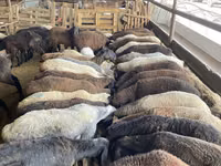 نعجة, Krasnoyarsk sheep — الصورة 2