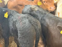 Qoramol (partiya, jinsi ko‘rsatilmagan), Simmental cattle — 7-rasm