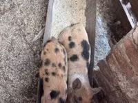 猪（批次，未指定性别）, Pigs — 照片 6