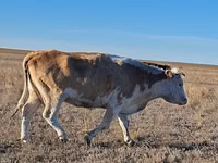 بقرة, Simmental cattle — الصورة 1
