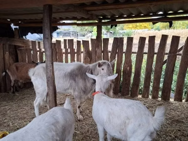 Capră, Capre