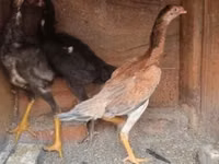 Chickens — Foto 5