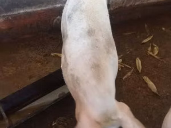 Säue, Schweine