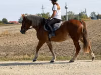 Caballo, Caballos — foto 3