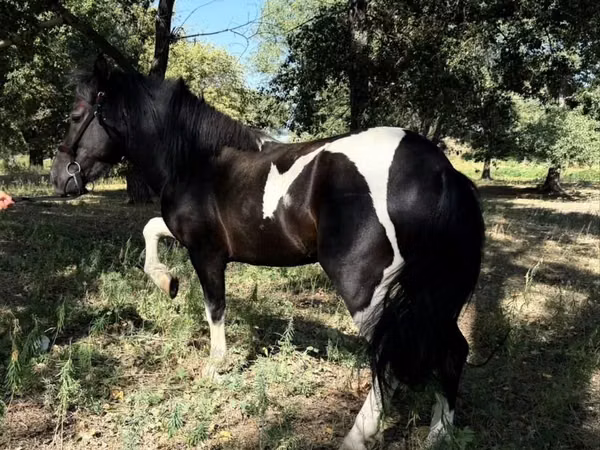 Atlar (partiya, cinsi göstərilməyib), American shetland pony