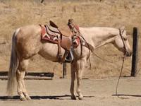 Iapă, Quarter Horse — foto 4