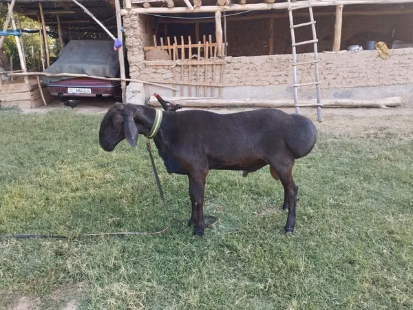 Carneiro, Arashan sheep