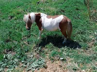 Toychoq, Australian Pony — 3-rasm