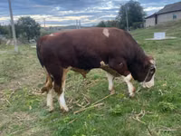 Bulle, Simmental cattle — Foto 3