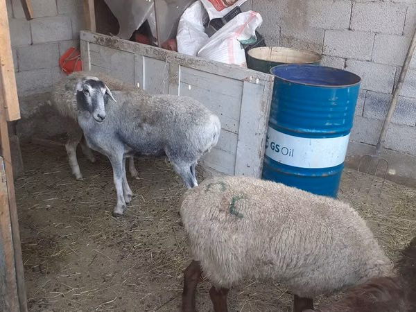 Oaie, Yecheng sheep
