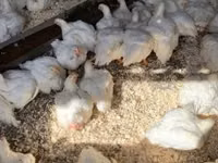 Chickens — foto 3