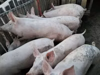Vier, Porci — foto 3
