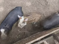 公猪 — 照片 2