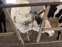 母牛, Holstein breed — 照片 3