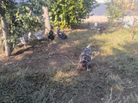 Australorp — foto 6