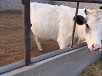 母牛, Holstein breed — 照片 2