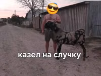 تيس, Kamori goats — الصورة 2
