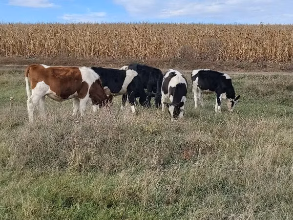 Bou, Russian Black pied cattle